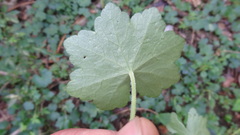 Hydrocotyle javanica