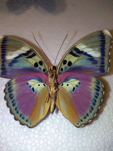 Common Pink Forester