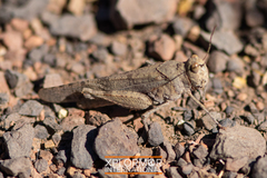 Trimerotropis occidentalis