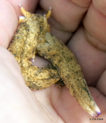 Plakobranchus ocellatus