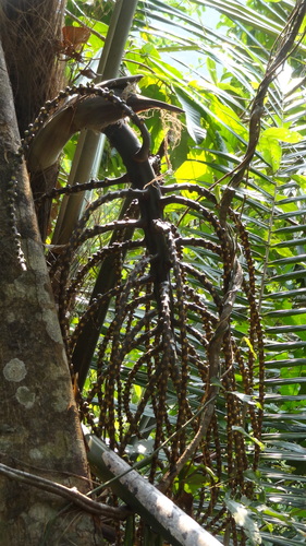 Image of Wight’s sago palm by (c) Siddarth Machado, some rights reserved (CC BY)