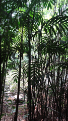 Pinanga dicksonii