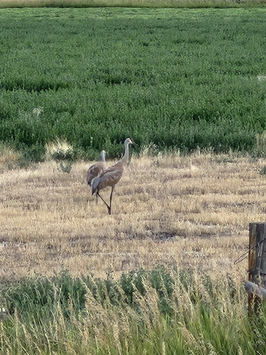 Sandhill Crane