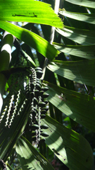 Pinanga dicksonii