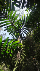 Pinanga dicksonii