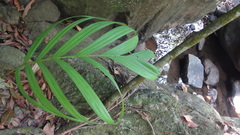Pinanga dicksonii