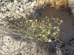 Leucosyris carnosa
