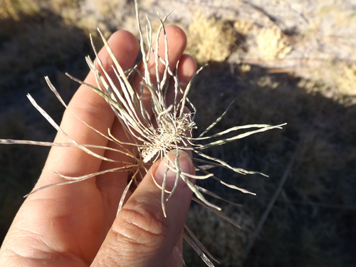Image of Thelypodium integrifolium by (c) Amy, some rights reserved (CC BY)