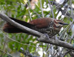 Mesitornis variegatus