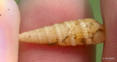 Terebridae