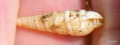 Terebridae