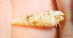 Terebridae