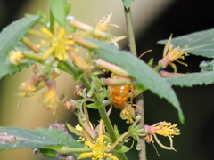 Triumfetta acracantha