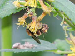 Triumfetta acracantha
