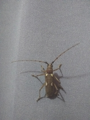 Eburia paraegrota
