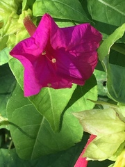 Mirabilis jalapa