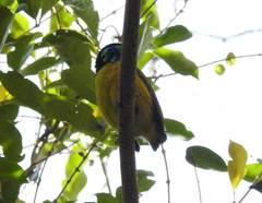 Philepitta schlegeli