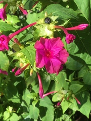 Mirabilis jalapa