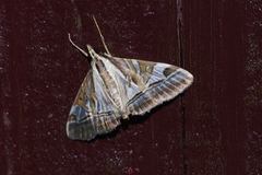 Agrioglypta fulguralis