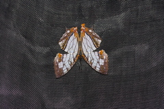 Cyrestis thyodamas mabella