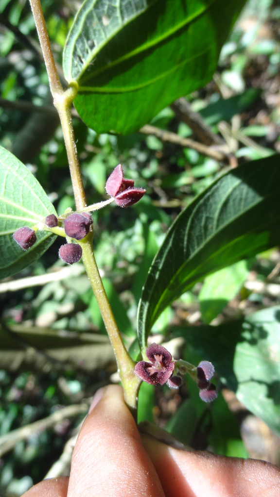 Thottea siliquosa