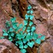 Hard Fern - Photo Rotational, no known copyright restrictions (public domain)