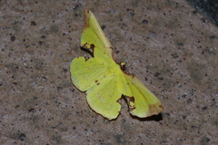 Corymica pryeri