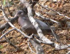 Patagioenas corensis