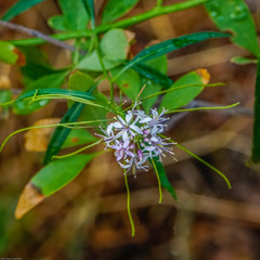 Thelypodium wrightii