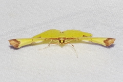 Corymica pryeri