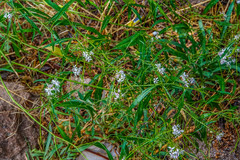 Thelypodium wrightii