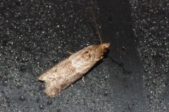 Glyptoteles leucacrinella