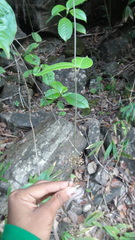 Vincetoxicum dalzellii