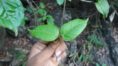 Vincetoxicum dalzellii