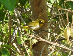 Zosterops maderaspatanus