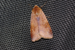 Diarsia canescens