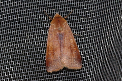 Diarsia canescens
