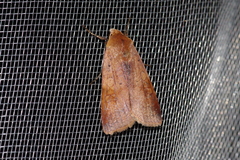 Diarsia canescens