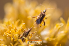 Harmostes angustatus