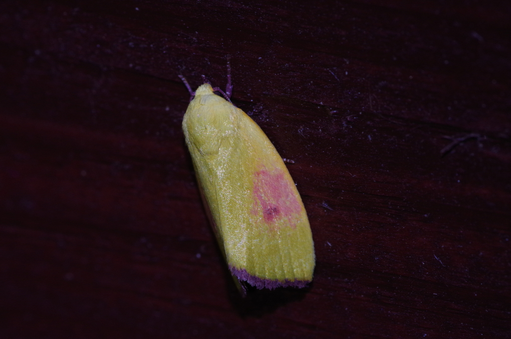 Earias roseoviridis