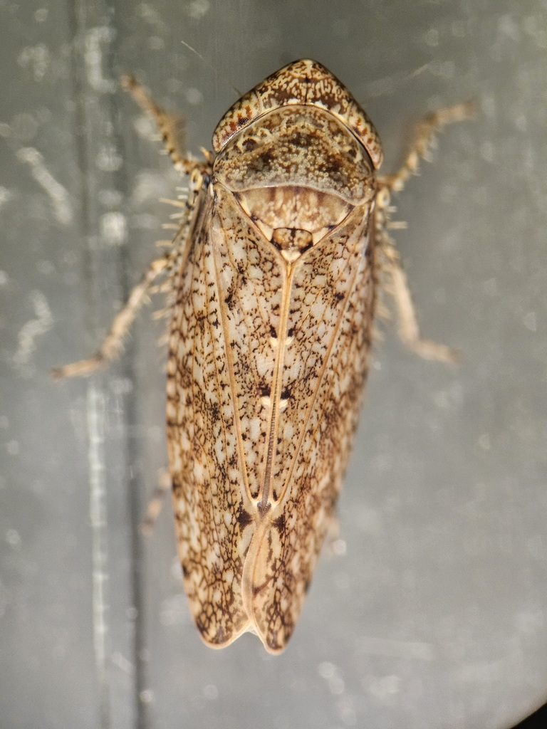 Paraphlepsius rileyi