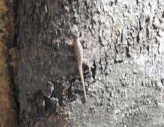 Lygodactylus tolampyae