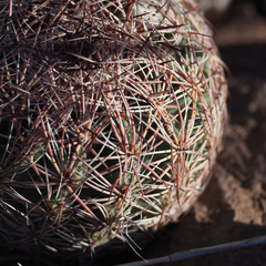 Echinomastus intertextus intertextus