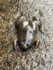 Xenopus borealis