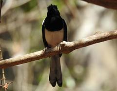 Copsychus albospecularis