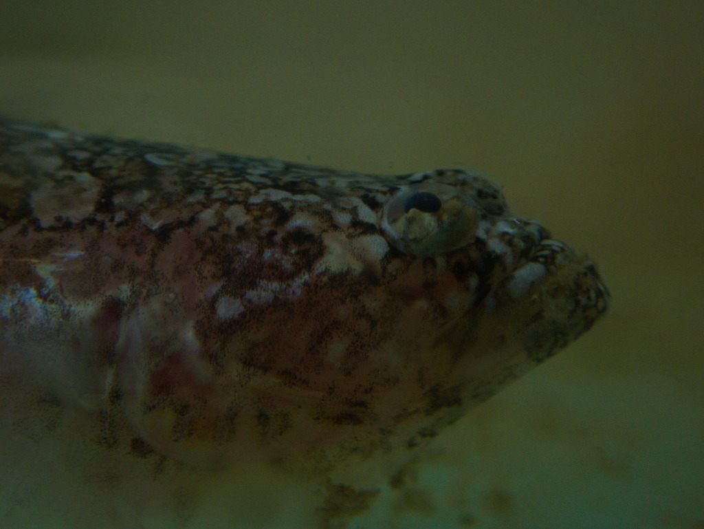 Sindoscopus australis — Dactyloscopidae