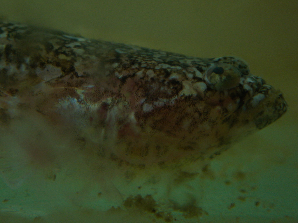 Chilean Sand Stargazer