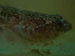 Chilean Sand Stargazer photo 2