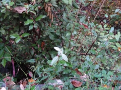 Elaeagnaceae