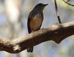 Copsychus albospecularis